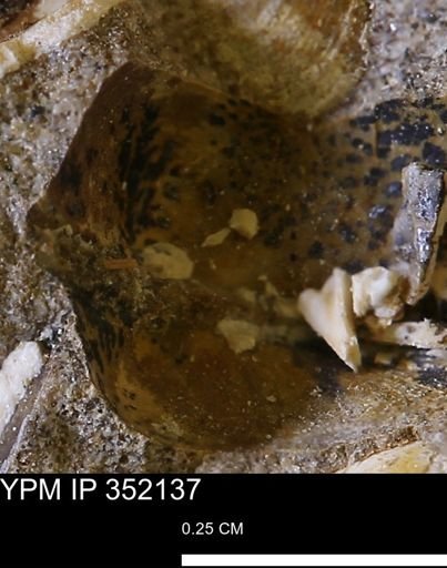 undet. Bivalvia
