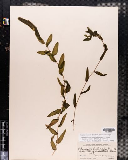 Plantae