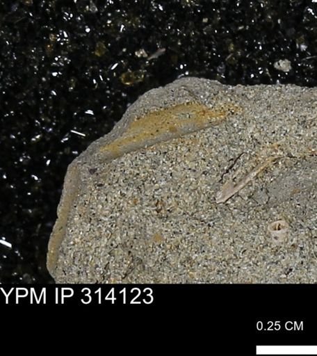 undet. Scaphopoda