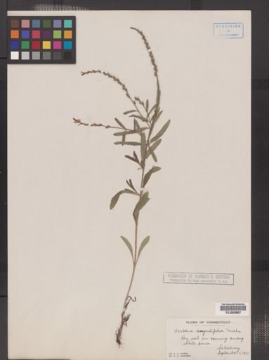 Verbena simplex