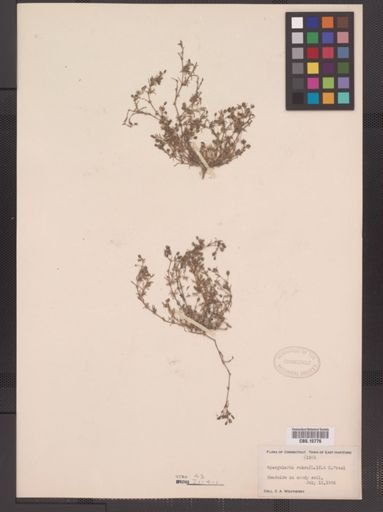 Spergularia rubra