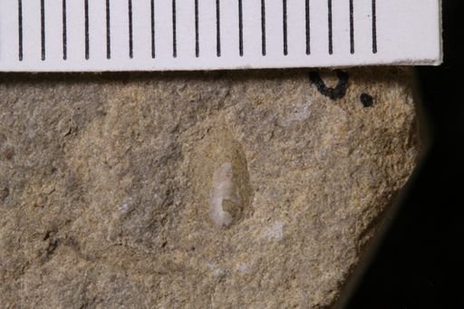 Lingula? carbonaria