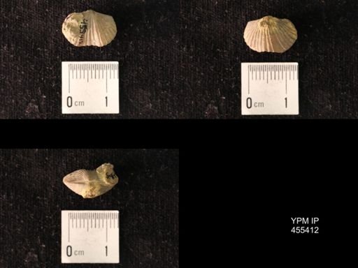 Platystrophia morrowensis