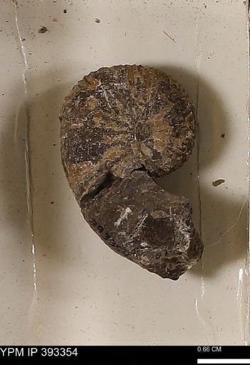 Scaphites sp.