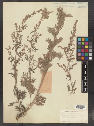 Artemisia vulgaris