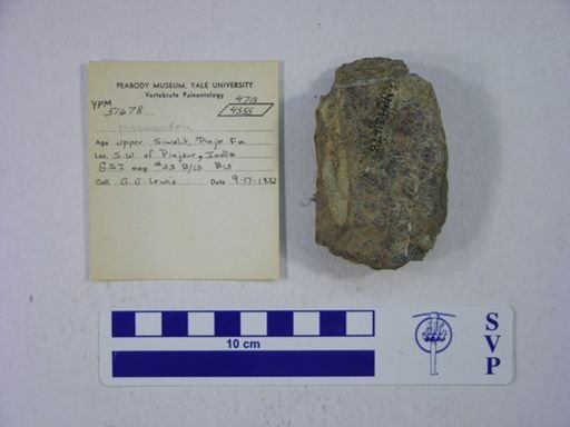 Proboscidea