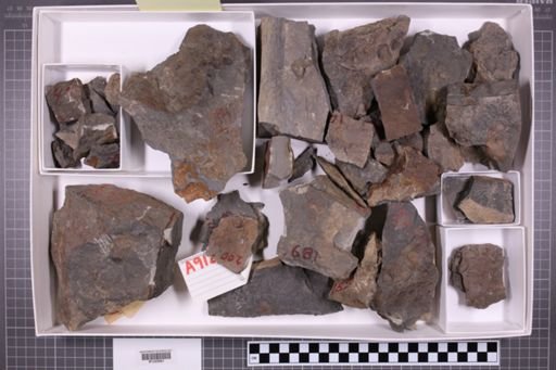 mixed taxa, stratigraphic collection