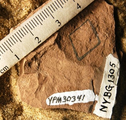 Antholithes tulipoidea