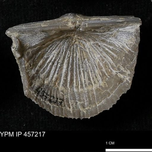 Stropheodonta navalis boonensis