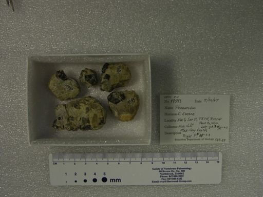 Phenacodus intermedius