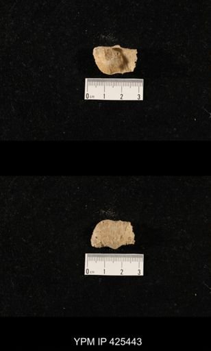 Paucispinifera sp.
