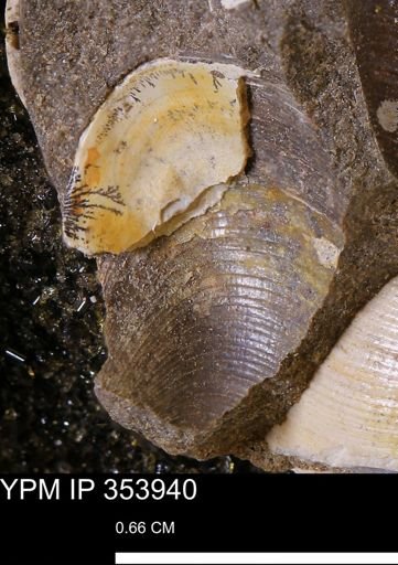Limopsis striatopunctatus