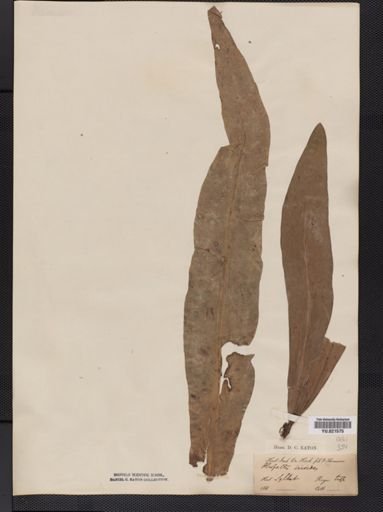 Polypodium