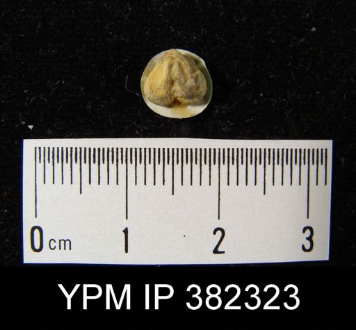 Bilobites sp.