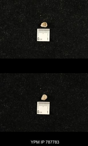 undet. Brachiopoda