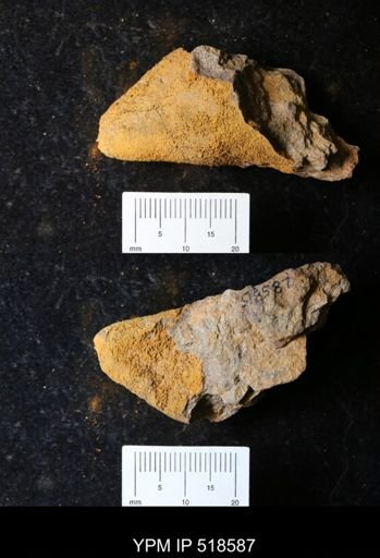 undet. Echinodermata
