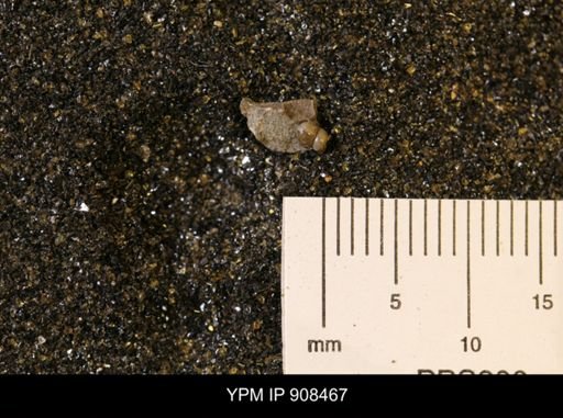 Gastropoda