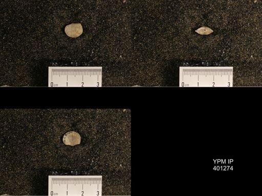 Orthis (Plectorthis) dichotoma