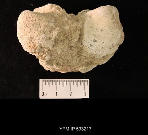 undet. Bivalvia