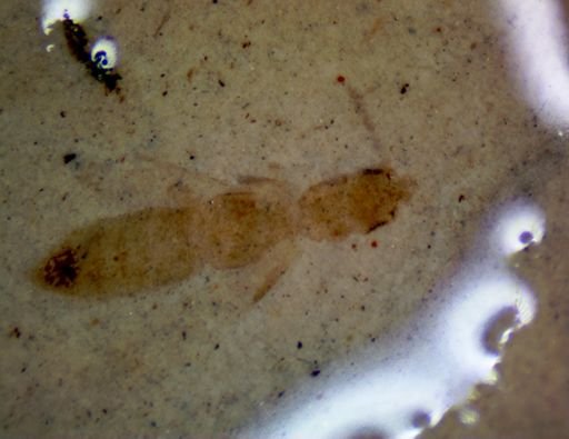 undet. Hexapoda