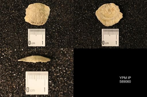 Dinorthis subquadrata