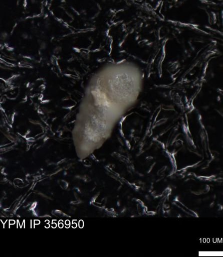 undet. Foraminiferida