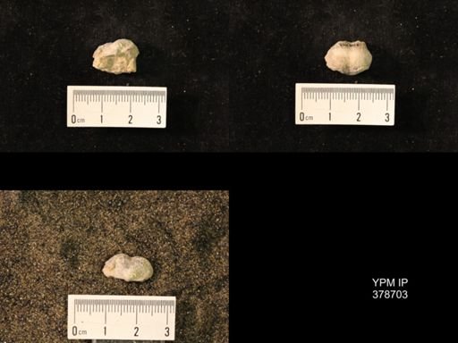 Marginifera wabashensis
