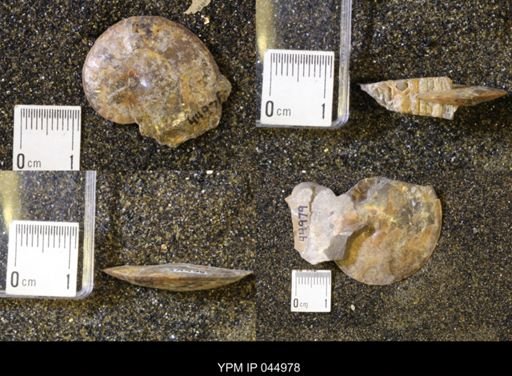 Sphenodiscus lenticularis