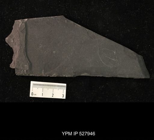 undet. Hexapoda