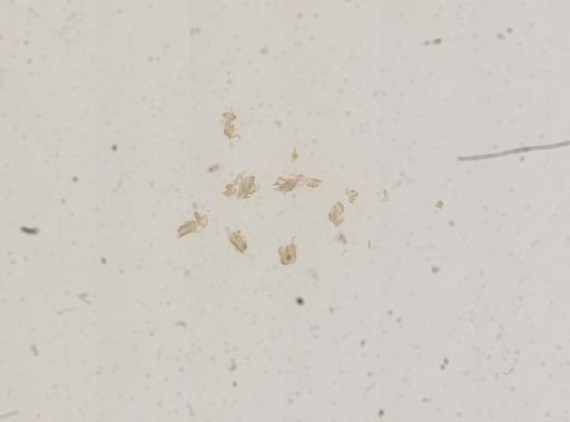 Amnicola porata