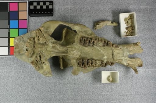 Elomeryx armatus