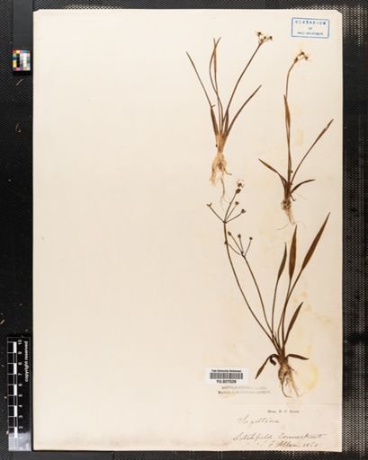 Sagittaria