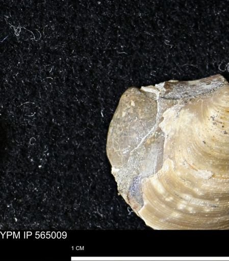 Limopsis striatopunctatus