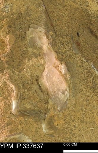 undet. Bivalvia