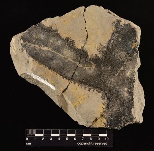 Stigmaria sp.