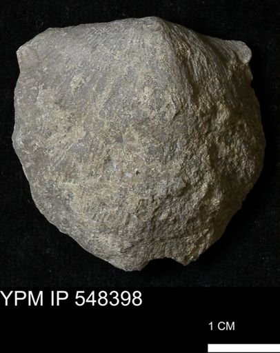 undet. Auloporidae