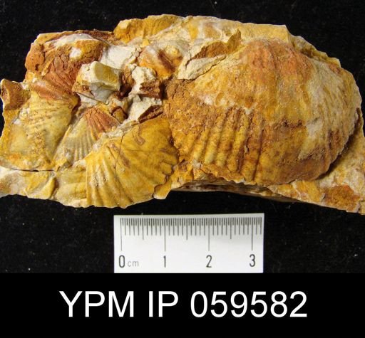 Spirifer worthenanus
