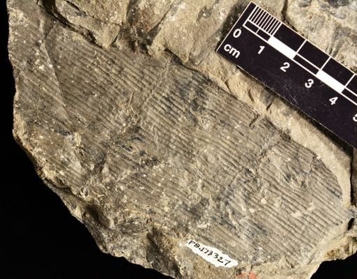 Calamites sp.