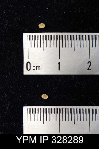 undet. Brachiopoda