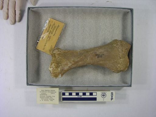 Teleoceras sp.