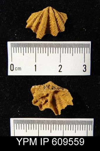 Megakozlowskiella sp.