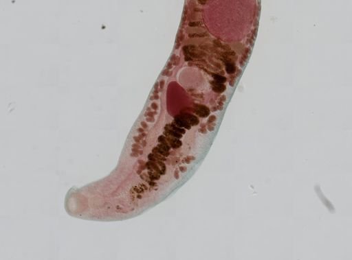 Haematoloechus medioplexus