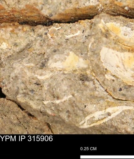 undet. Mollusca