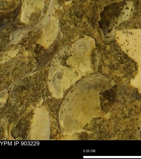 Corbulamella?