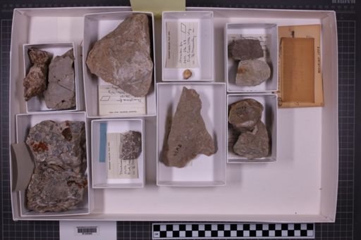 mixed taxa, stratigraphic collection