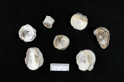 undet. Actinopterygii