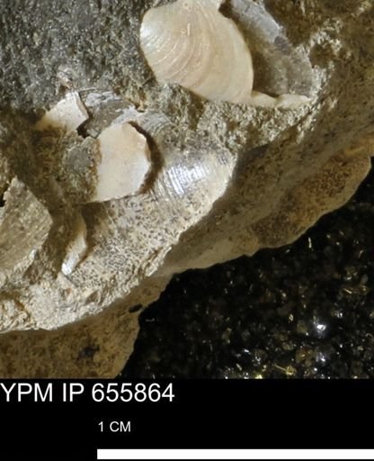 undet. Bivalvia