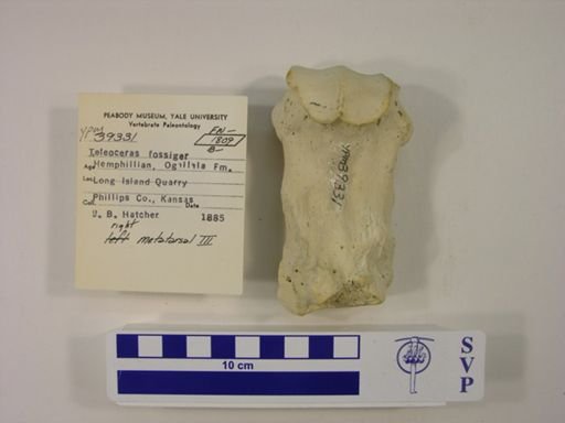 Teleoceras fossiger