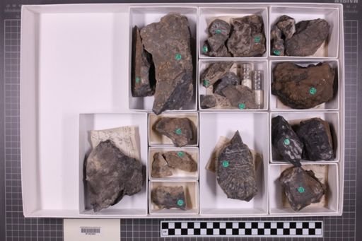 mixed taxa, stratigraphic collection
