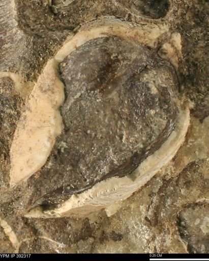 Protocardia subquadrata